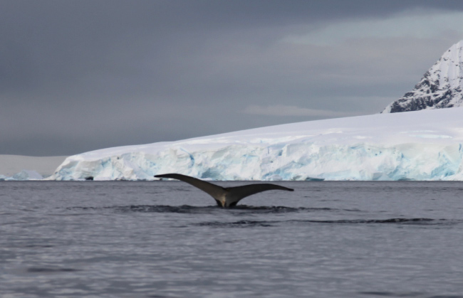 in Wilhelmina Bay whale tail