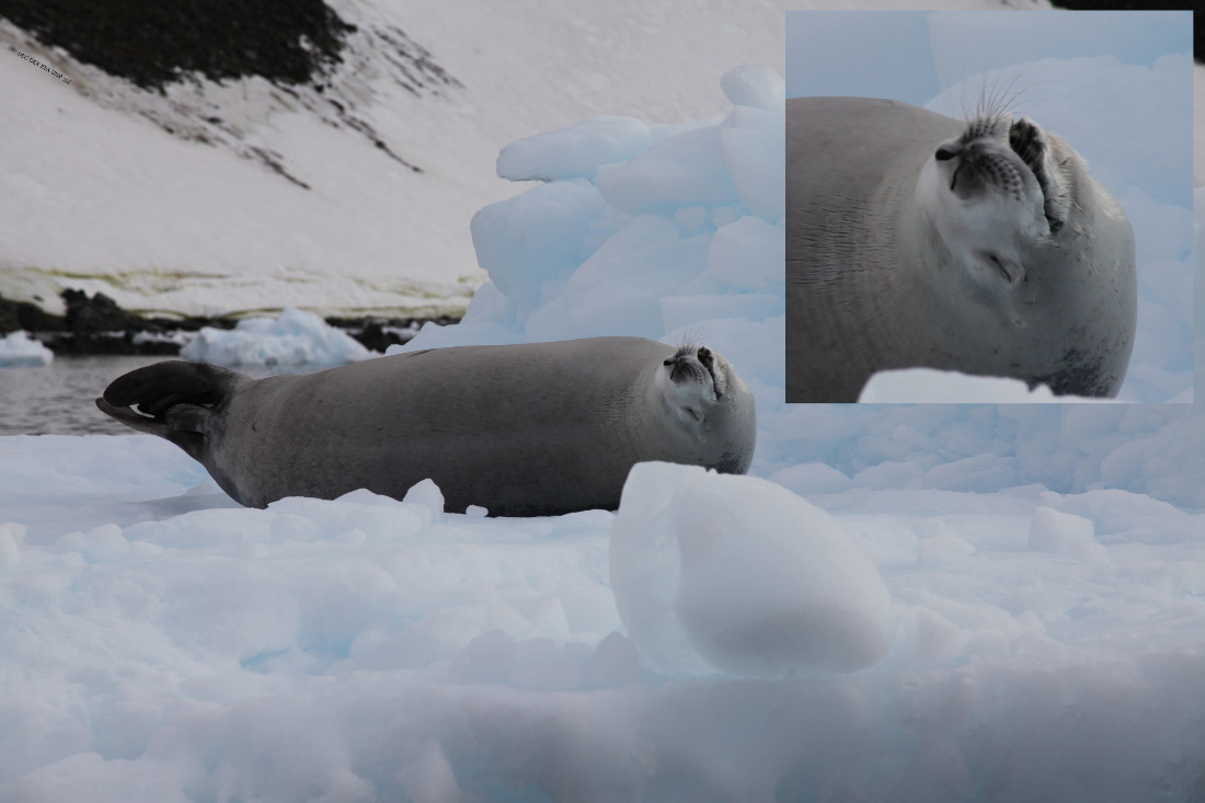 Crabeater seal – Lobodon carcinophaga or carcinophagus