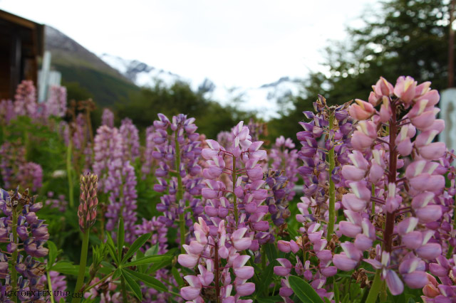 uec_ushuaia_flowers