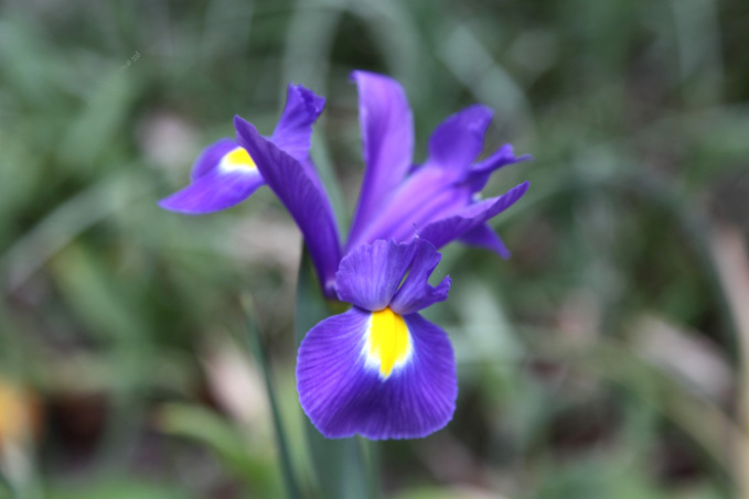 Fleurs de lys