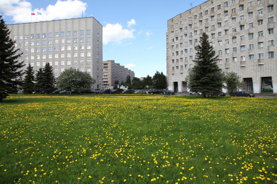 dandilions