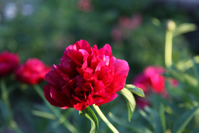 red flowers along side the Храм Александра Невского в Пскове – Church of Alexander Nevsky in Pskov